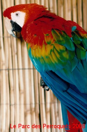perroquet ara macao cyanoptera perroquet ara macao cyanoptera